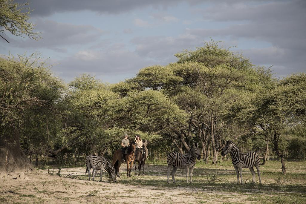 Royal Tree Lodge Maun Eksteriør billede