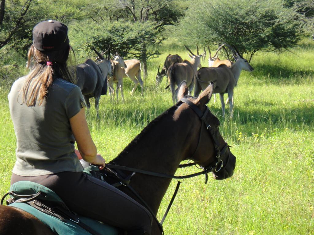 Royal Tree Lodge Maun Eksteriør billede